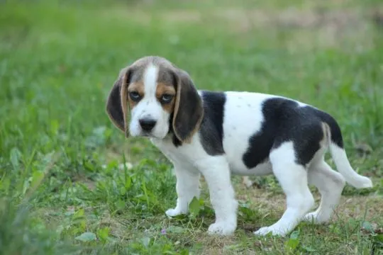 Beagle - szczeniaczki Związku Kynologicznego w Polsce  po Championie Polski, , ALEKSANDRIA  PIERWSZA  KONOPISka