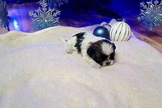 Szczeniaki Shih Tzu