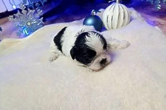Szczeniaki Shih Tzu, Mazowieckie, Gostynin