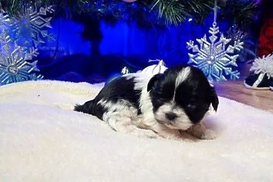 Szczeniaki Shih Tzu, Mazowieckie, Gostynin