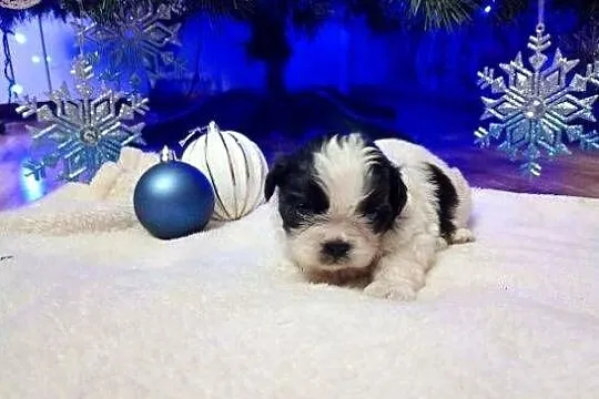 Szczeniaki Shih Tzu, Mazowieckie, Gostynin