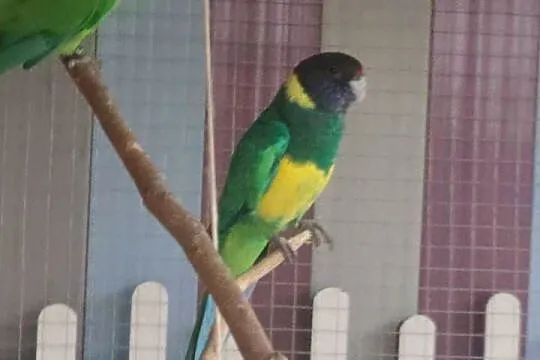 Papuga Barnard
