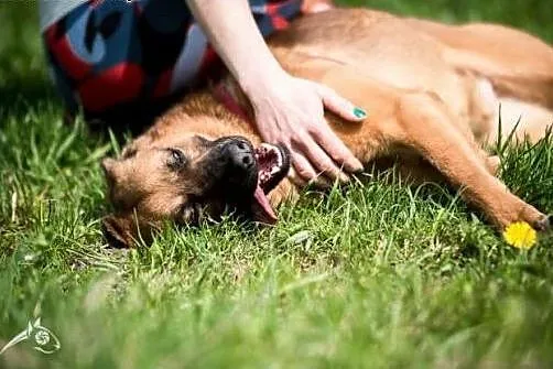 Cudowny rudzielec Dziurawiec do adopcji !!,  mazow