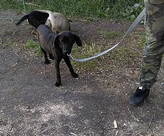Bruno - SZCZENIAK w typie labradora, porzucony mal