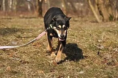 Mały Rino...,  śląskie Gliwice