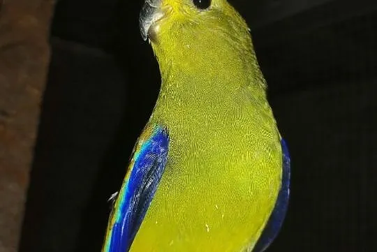 Papuga mordobrewna, Częstochowa