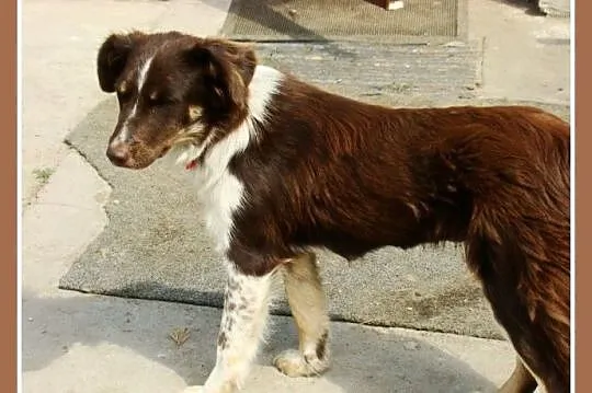 Delikatna,spokojna czekoladowa,średnia suczka KANGA_Adopcja