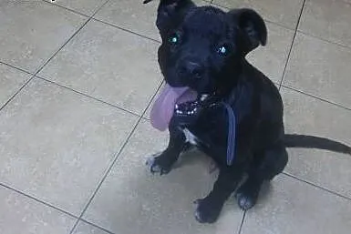 Bazyl szczeniak do adopcji,  mazowieckie Warszawa
