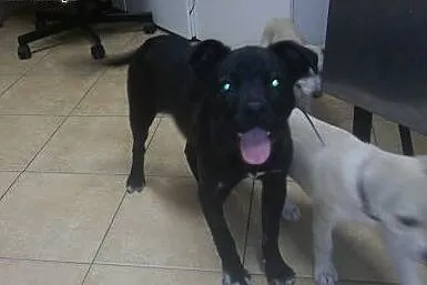 Bazyl szczeniak do adopcji,  mazowieckie Warszawa
