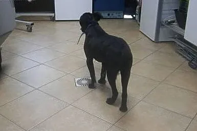 Bazyl szczeniak do adopcji,  mazowieckie Warszawa