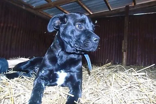 Bazyl szczeniak do adopcji,  mazowieckie Warszawa