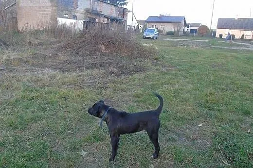 Bazyl szczeniak do adopcji,  mazowieckie Warszawa