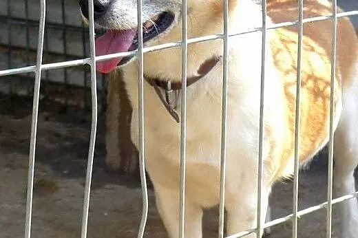 JULIANEK DO ADOPCJI!!,  świętokrzyskie Busko-Zdrój