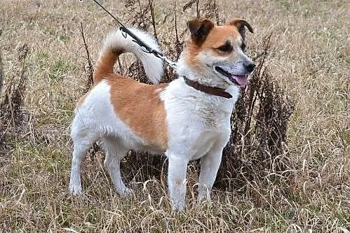 JULIANEK DO ADOPCJI!!,  świętokrzyskie Busko-Zdrój