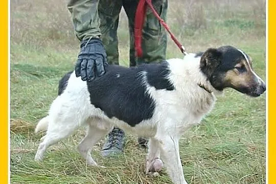 Foksterier mix,średni pies ŁOKI,kontaktowy,wesoły,