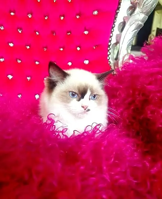 Ragdoll Kotka Seal bicolor FIFE FPL, Lubuskie, Wschowa