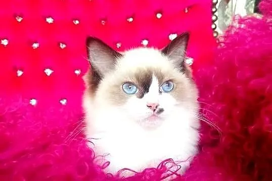 Ragdoll Kotka Seal bicolor FIFE FPL, Lubuskie, Wschowa