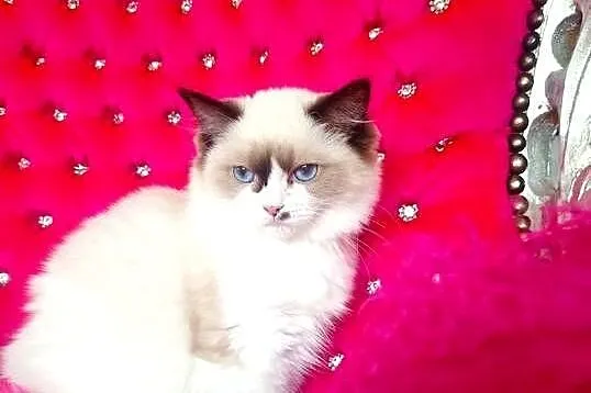 Ragdoll Kotka Seal bicolor FIFE FPL, Lubuskie, Wschowa