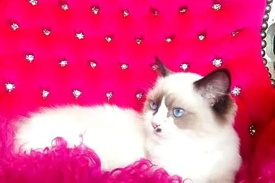 Ragdoll Kotka Seal bicolor FIFE FPL, Lubuskie, Wschowa