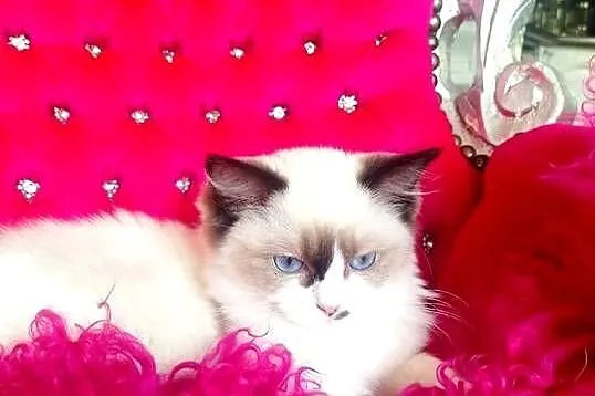 Ragdoll Kotka Seal bicolor FIFE FPL, Lubuskie, Wschowa