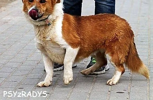 ZULA jamnikowata ładna kontaktowa i pozytywna sun