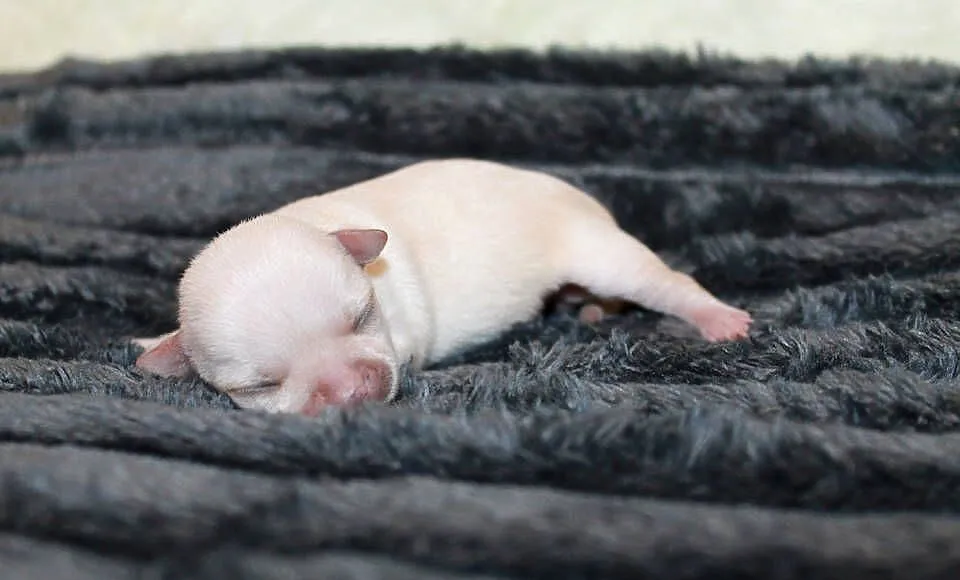 Chihuahua kremowa krótkowłosa dziewczynka ZKwP FCI, Zachodniopomorskie, Świnoujście