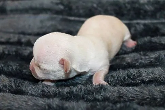 Chihuahua kremowa krótkowłosa dziewczynka ZKwP FCI, Zachodniopomorskie, Świnoujście