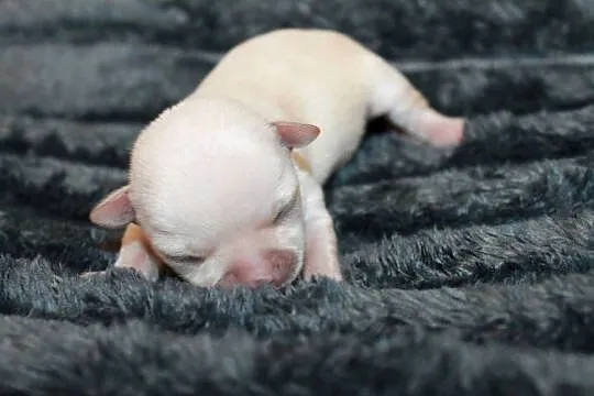 Chihuahua kremowa krótkowłosa dziewczynka ZKwP FCI, Zachodniopomorskie, Świnoujście