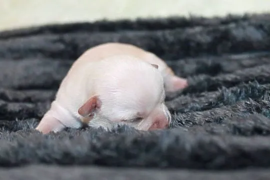 Chihuahua kremowa krótkowłosa dziewczynka ZKwP FCI, Zachodniopomorskie, Świnoujście