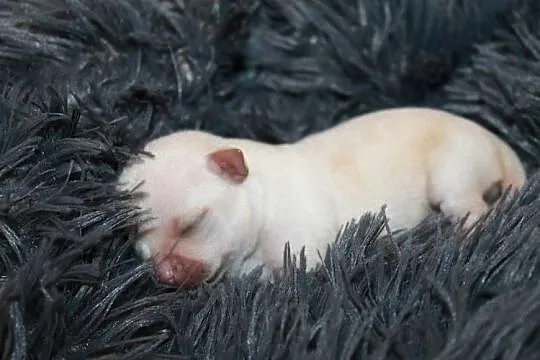Chihuahua kremowa krótkowłosa dziewczynka ZKwP FCI, Zachodniopomorskie, Świnoujście