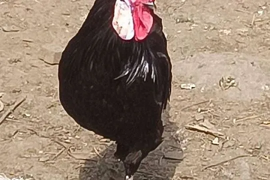 Dwa koguty minior, Podkarpackie, Brzeźnica