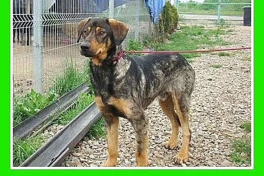 Do domu z ogrodem,aktywny,czujny,duży pies MONTY.A