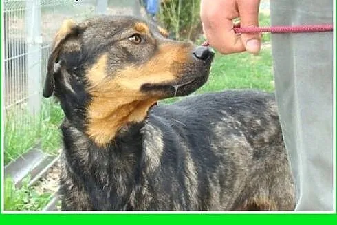 Do domu z ogrodem,aktywny,czujny,duży pies MONTY.A