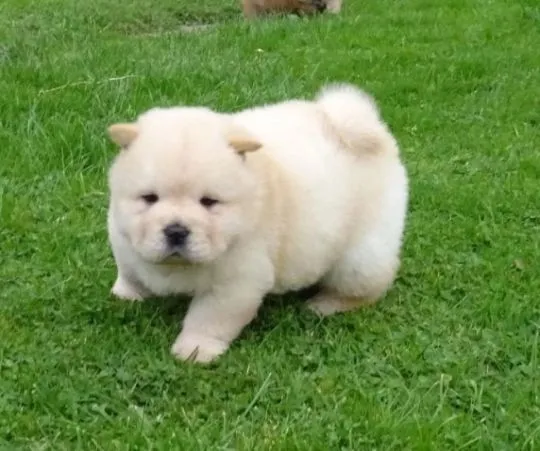 Szczeniaki chow chow  Whatsapp +37065391730  Szczeniaki chow chow