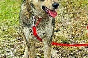 Dino - młodziutki psiak w typie husky szuka odpowiedzialnego,  kujawsko-pomorskie Toruń