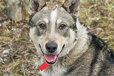 Dino - młodziutki psiak w typie husky szuka odpowi