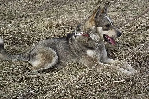 Dino - młodziutki psiak w typie husky szuka odpowi