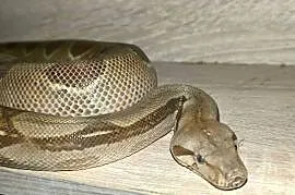 Boa cesarski Samica