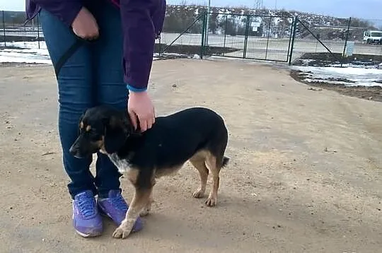 Kochana Maja bardzo prosi o nowy dom. ADOPTUJ