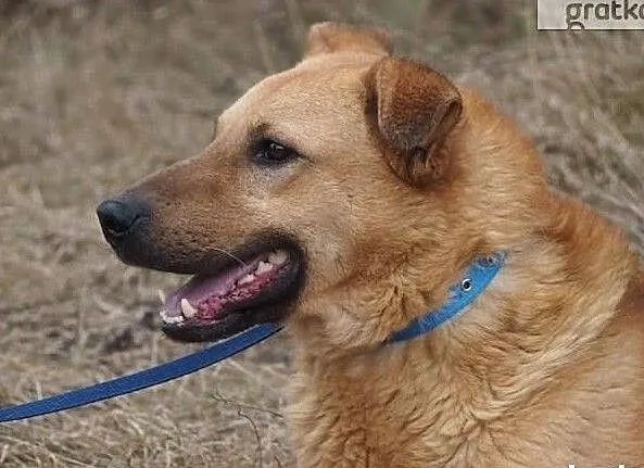 Przytulak i miłośnik pieszczot poleca się do adopcji, , Wrocław