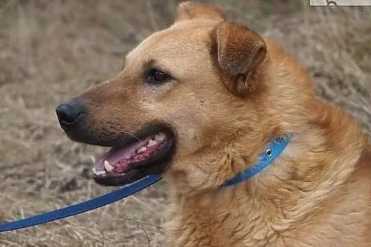 Przytulak i miłośnik pieszczot poleca się do adopcji, , Wrocław