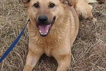 Przytulak i miłośnik pieszczot poleca się do adopcji, , Wrocław