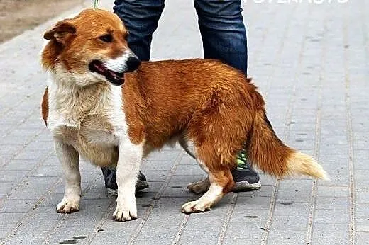 ZULA jamnikowata, pozytywna, spragniona kontaktu z