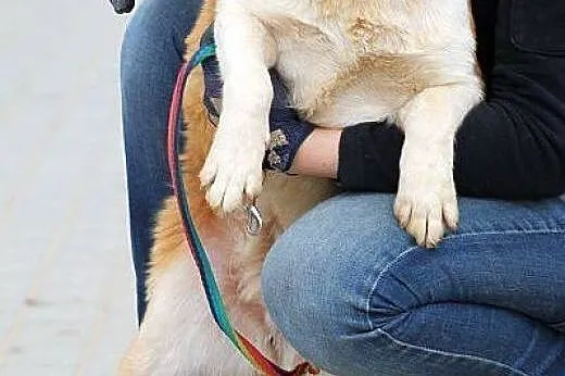 ZULA jamnikowata, pozytywna, spragniona kontaktu z