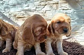 Śliczne Szczenięta Cocker Spaniel Angielski