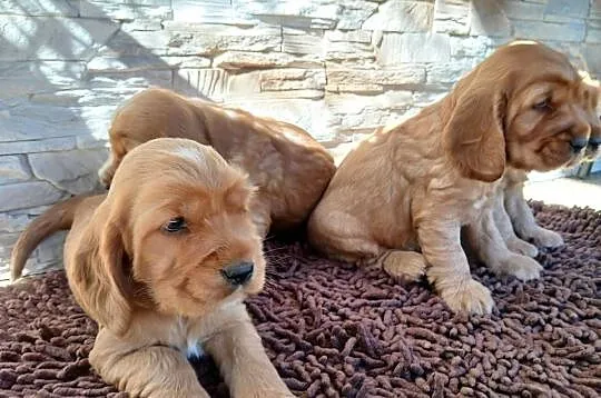 Śliczne Szczenięta Cocker Spaniel Angielski, Łódzkie, Sieradz