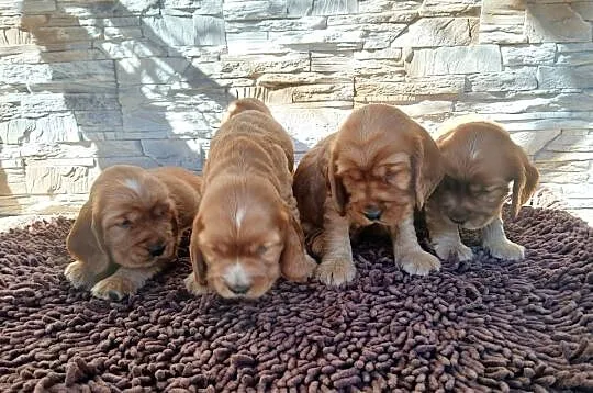 Śliczne Szczenięta Cocker Spaniel Angielski, Łódzkie, Sieradz