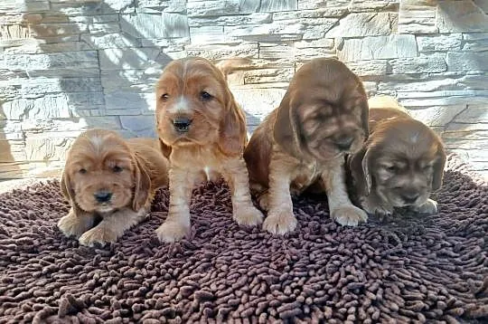 Śliczne Szczenięta Cocker Spaniel Angielski, Łódzkie, Sieradz