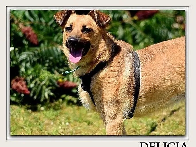 Niewielka,łagodna,grzeczna,radosna,sterylizowana suczka DELICJA.Adopcja, Łódzkie, Łódź