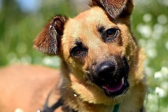Niewielka,łagodna,grzeczna,radosna,sterylizowana suczka DELICJA.Adopcja, Łódzkie, Łódź